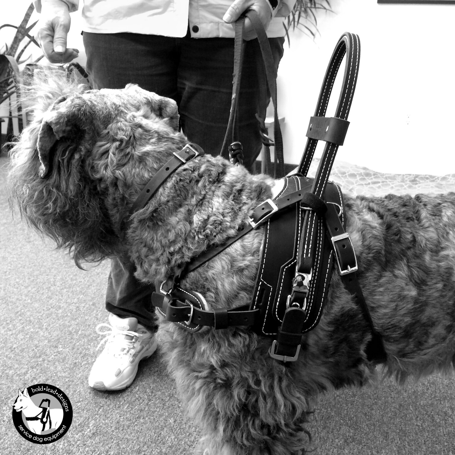 Balance Assistance Harness™ for service dogs Bold Lead Designs