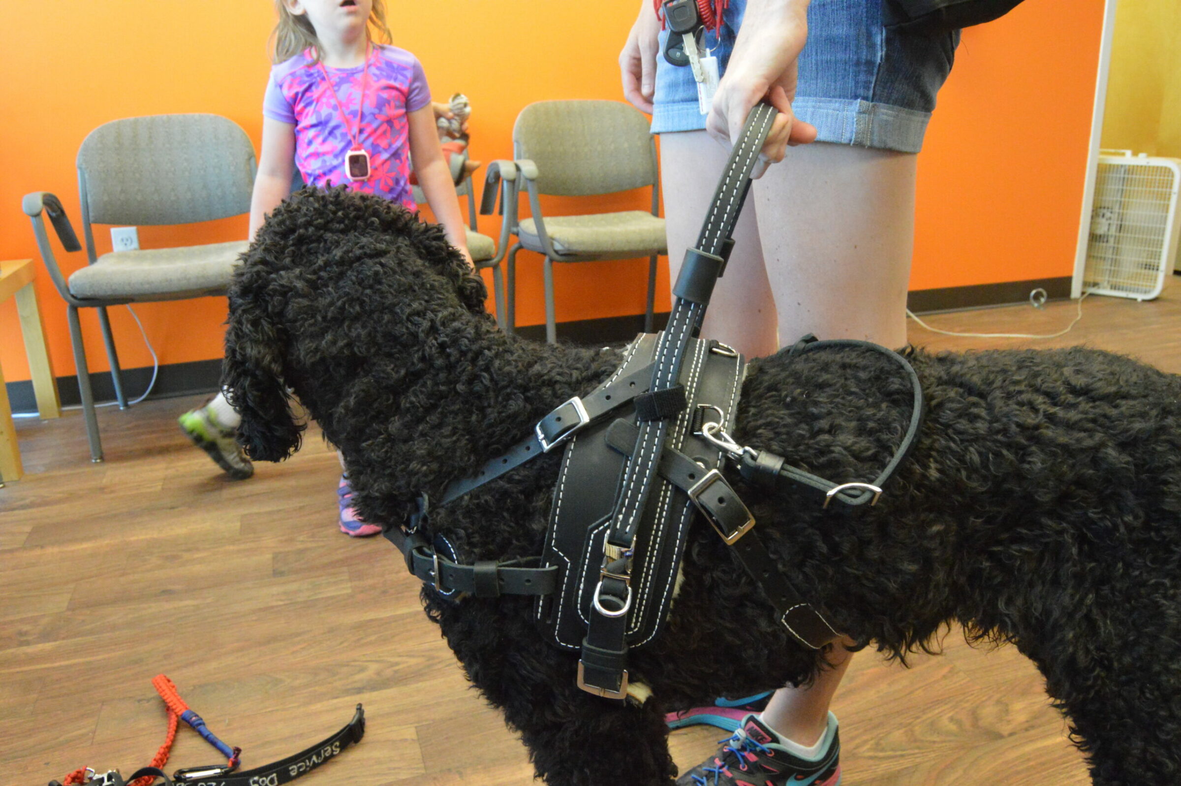 Balance Assistance Harness™ for service dogs Bold Lead Designs