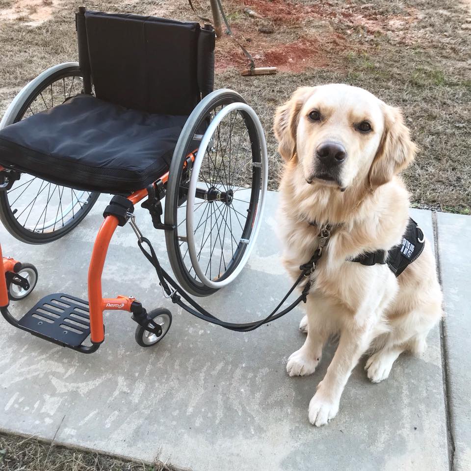 Wheelchair dog leash Clearance