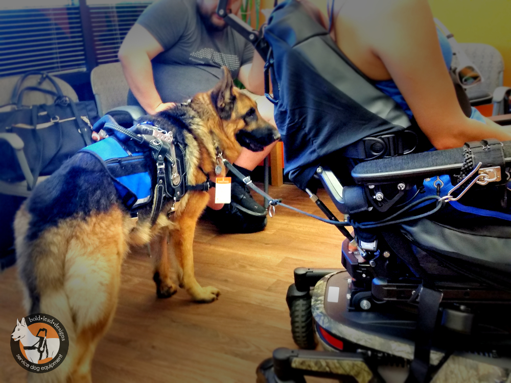 FullCustom Wheelchair Leash for use with Hook Attachment (quad lead) Bold Lead Designs