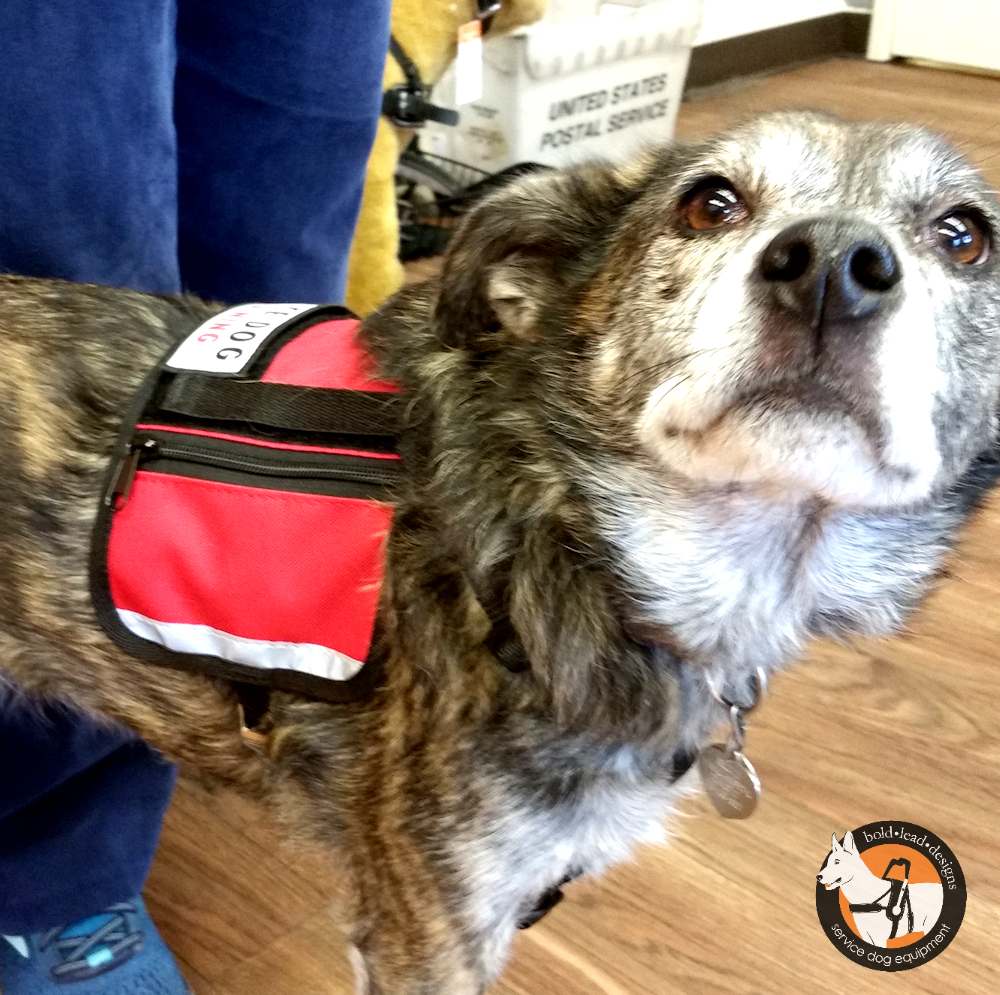 Service Dog Cape/Vest Bold Lead Designs