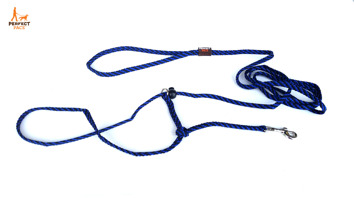 The Perfect Pace™ nopull Halter Leash Bold Lead Designs