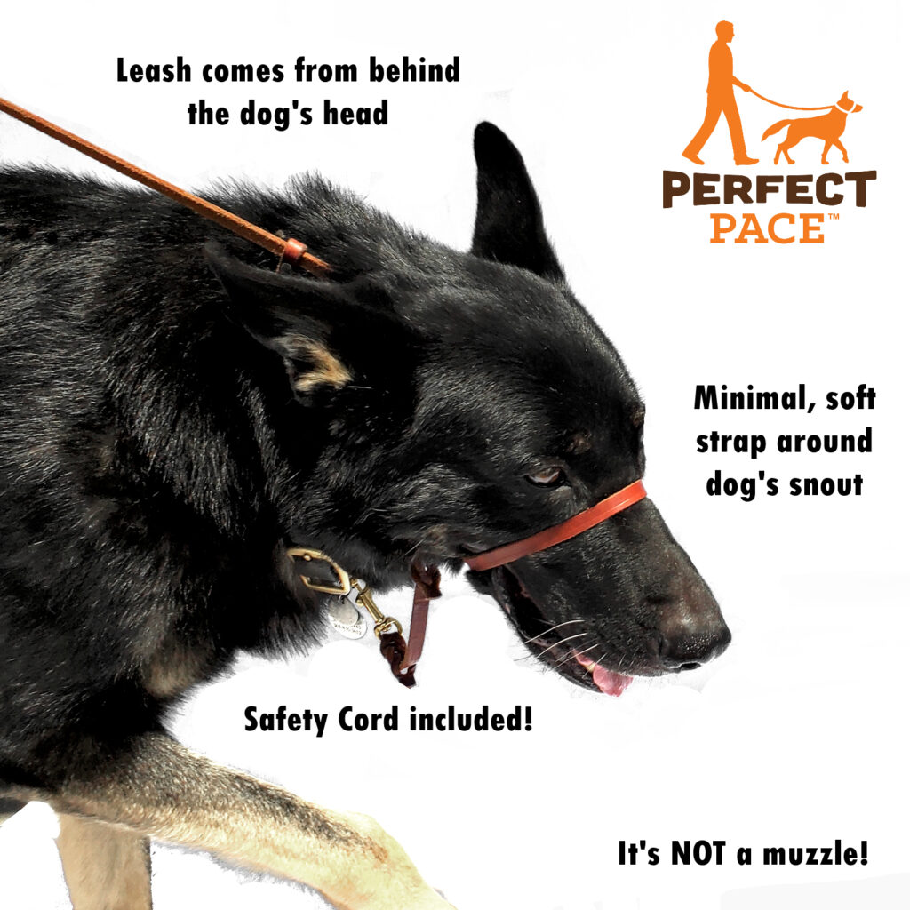 The Perfect Pace™ nopull Halter Leash Bold Lead Designs