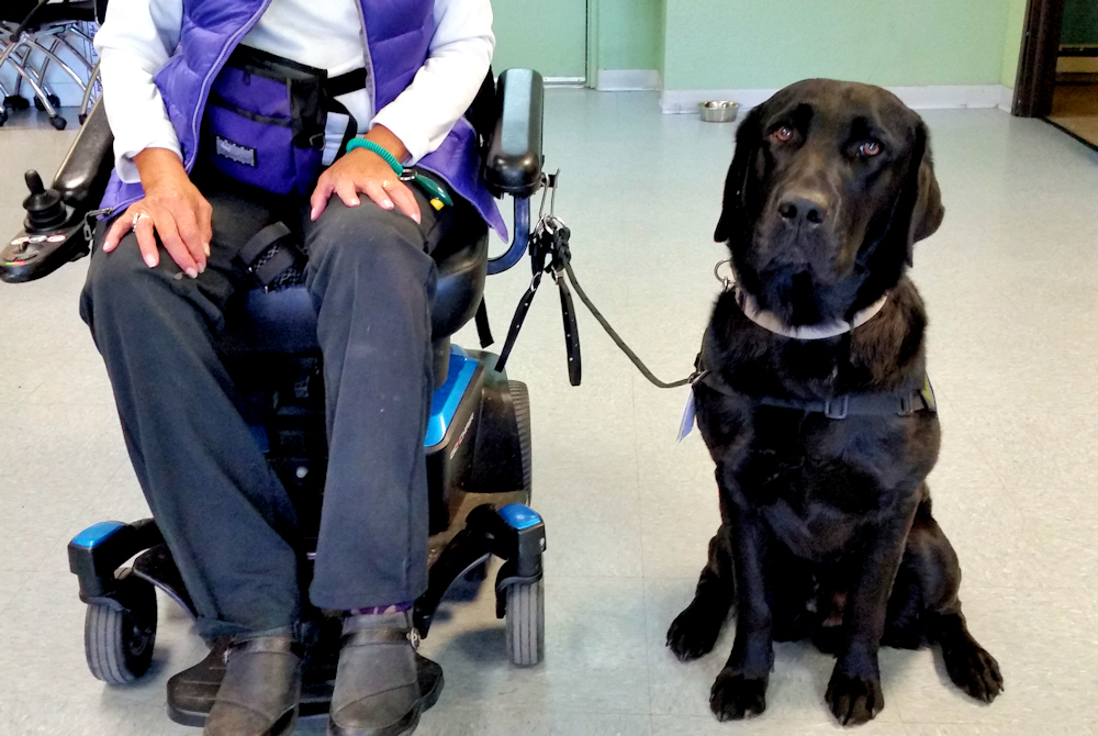 Wheelchair dog leash Clearance